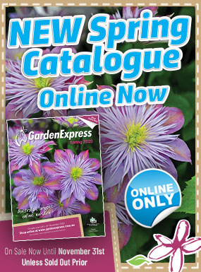 Trees, Shrubs & Grasses - Garden Express - Online Nursery