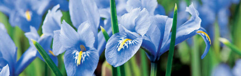 Iris Reticulata Growing Guide - Garden Express - Online Nursery