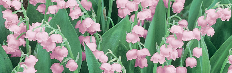 Lily of the Valley Growing Guide - Garden Express - Online Nursery