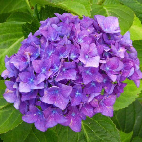 Hydrangea Rubis - Garden Express