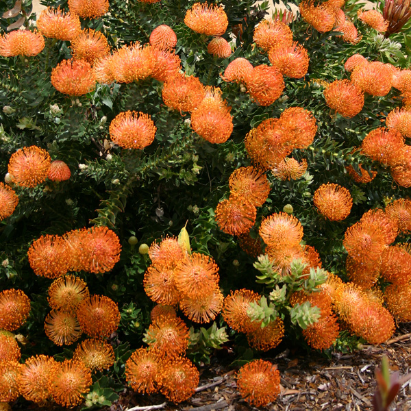 Leucospermum Cordifolium 75mm Pot