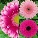 Gerbera Pretty N Pink Coll 2024 Colgerpnp - Garden Express Australia