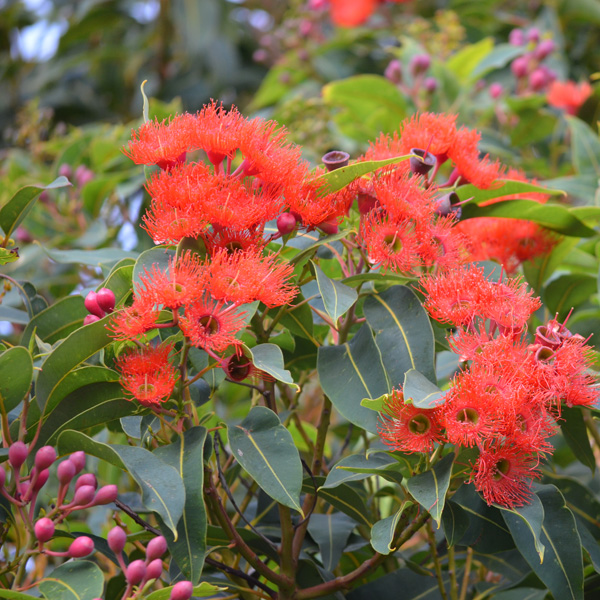 Red Flowering Gum Corymbia ficifolia Australian Native