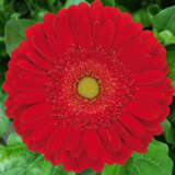 Gerbera El Mundo Pkgeremu - Garden Express Australia