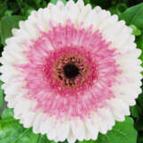 Gerbera Shimmer Pkgershi - Garden Express Australia