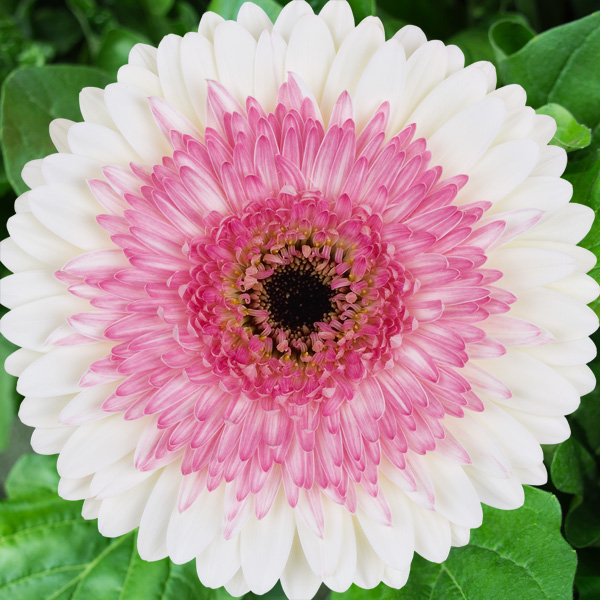 Gerbera Shimmer