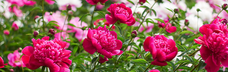 Peony Rose Growing Guide - Garden Express - Online Nursery