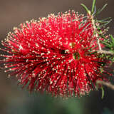 Kunzea Baxterii Red