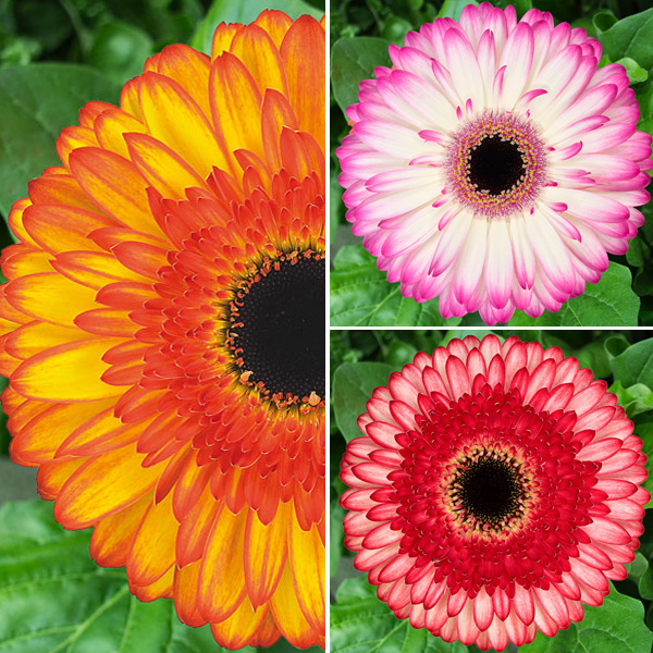 Gerbera Bicolour Collection