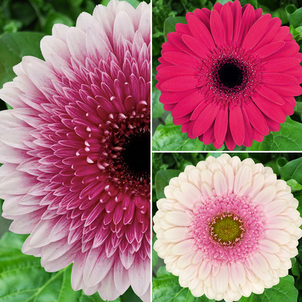 Gerbera Strawberries N Cream Collection