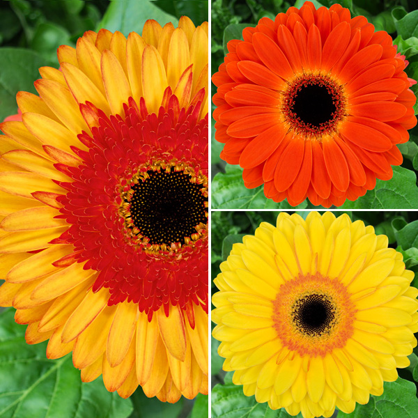 Gerbera Wildfire Collection