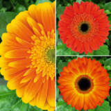 Gerbera Wildfire Coll 2024 Colgerwfi - Garden Express Australia