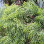 Acacia Cognata Lpoacacog - Garden Express Australia