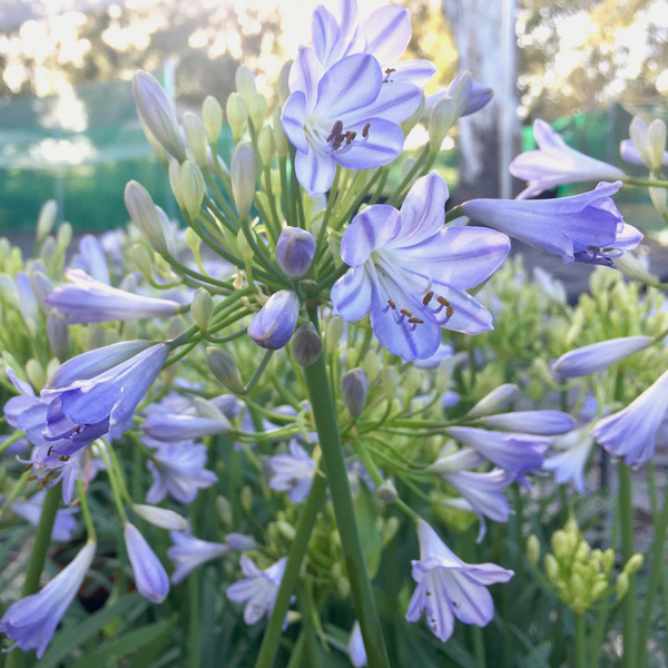 Agapanthus Bella Tm