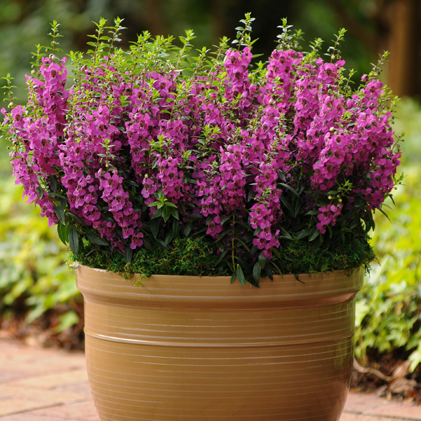 Angelonia Archangel Raspberry Garden Express