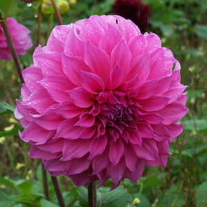 Dahlia Fairy Floss Pkdahffl - Garden Express Australia