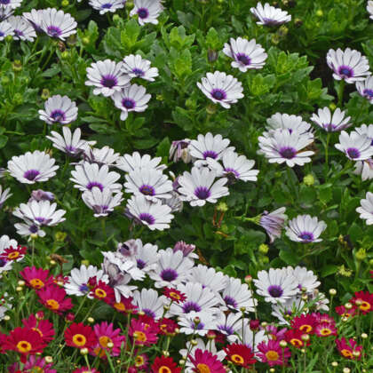 Osteospermum Akila White With Purple Eye - Garden Express