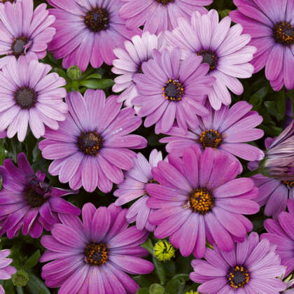 Osteospermum Serenity Dark Purple - Garden Express