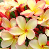 Frangipani Lemon Drop Pplfralem - Garden Express Australia