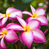 Frangipani Thomlinsons Pink