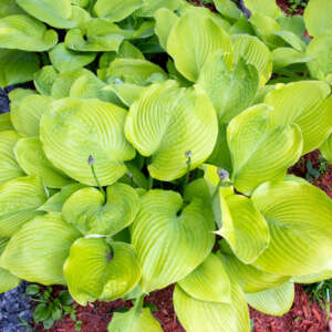 Hostas - Garden Express - Australia's Largest Online Nursery