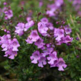 Prostanthera Purple Haze (pbr)