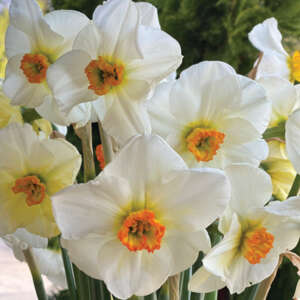 Daffodils - Garden Express - Australia's Largest Online Nursery