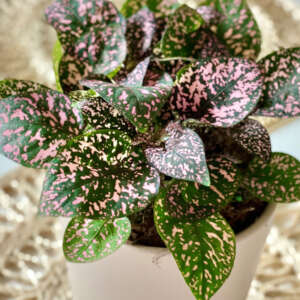 Hypoestes Pink Splash - Garden Express