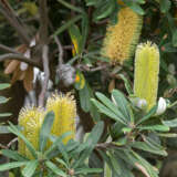 Banksia Roller Coaster