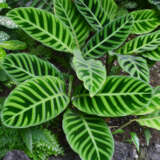 Calathea Zebrina