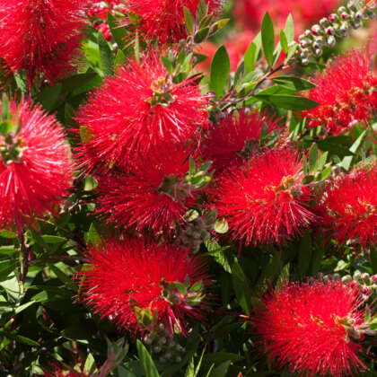 Callistemon Matthew Flinders (PBR) - Garden Express