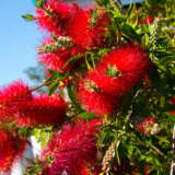 Callistemon Rhapsody In Red (pbr)