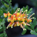 Grevillea Gold Touch