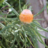 Banksia Prionotes Dwarf