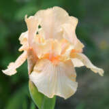 Bearded Iris Champagne 2025 Pkbircha - Garden Express Australia