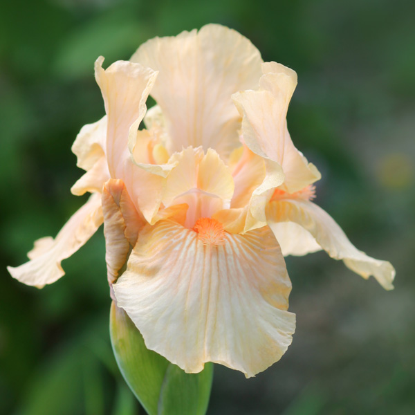 Bearded Iris Champagne