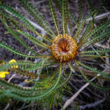 Banksia (dryandra) Nivea