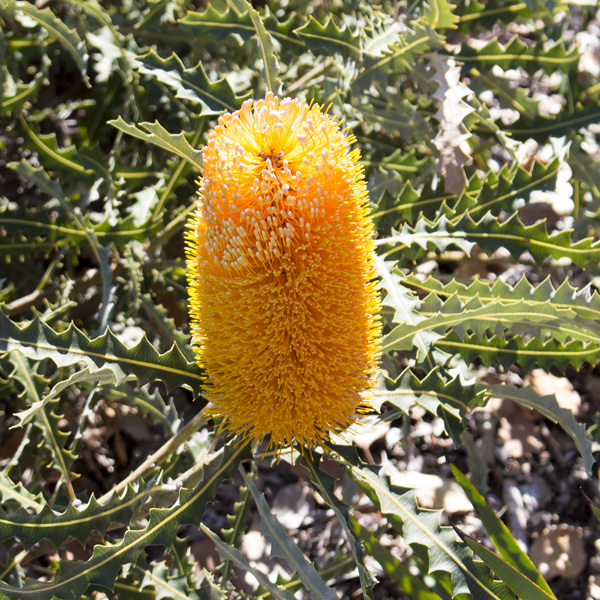 Banksia Prionotes Dwarf St Pplbanpdw - Garden Express Australia