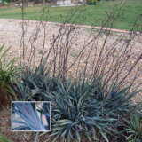 Dianella Utopia (pbr)