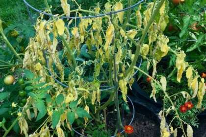 What You Need to Know About Nitrogen Deficiency in Plants - Garden Express