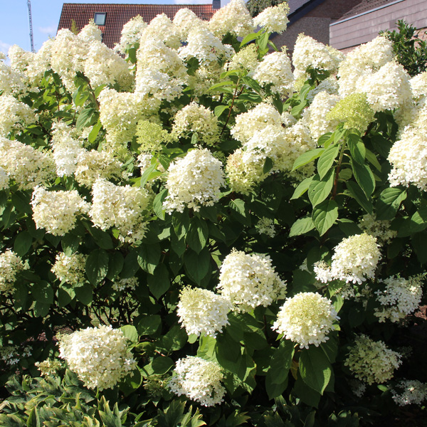 Hydrangea Paniculata Grandiflora - Garden Express