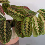 Maranta Red Veined Prayer Plant