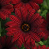 Osteospermum Serenity Red Pplostsre - Garden Express Australia