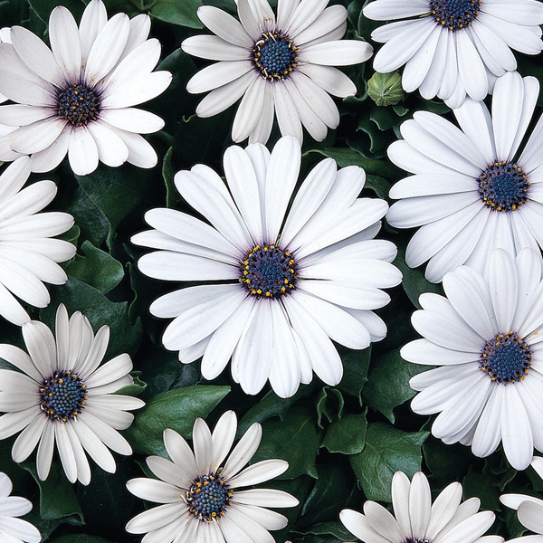 Osteospermum Serenity White