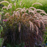 Pennisetum Dwarf Purple Fountain Grass Lpopendpf - Garden Express Australia