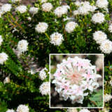 Pimelea Marshmallows (pbr)