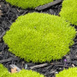 Scleranthus Lime Lava Pplscllla - Garden Express Australia