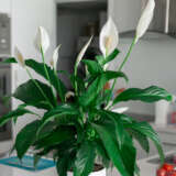 Spathiphyllum Sweet Chico Pplspasch - Garden Express Australia