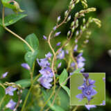 Veronica Diggers Speedwell Pplverdsp 1 - Garden Express Australia