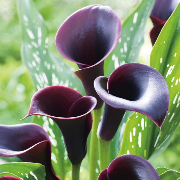 Calla Lilies & Arum-lilys (Zantedeschia) - Garden Express - Online Nursery